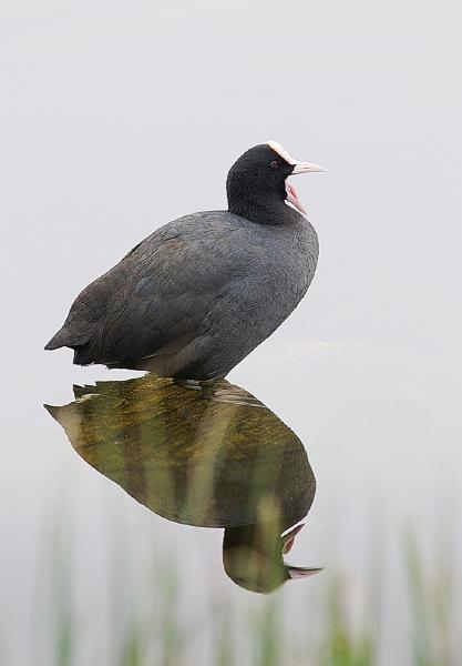 Sothøne - Eurasian coot  (Fulica atra).jpg